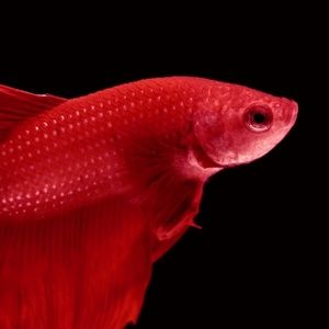 Meet your Posher, Peter